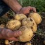 Precaución si vas a comer una patata infectada por la peligrosa plaga que arrasa hojas y tallos