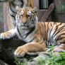 Un zoo de Dinamarca pide mascotas sanas no deseadas para alimentar a sus animales salvajes: "Así nada se desperdicia"