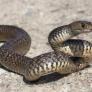 El viaje de una serpiente furtiva acaba con un coche totalmente desmantelado y un olor repugnante en su interior