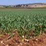 Hay una forma de saber si tienes que retirar tus cebollas del jardín si se han visto afectadas por lluvias intensas