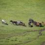 Las autoridades dejan sin control 500 caballos salvajes y se activa una pesadilla para los vecinos con sequía incluida