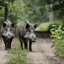 Científicos estudian durante 15 años las garrapatas, descubren que hospedan dos patógenos y ponen en alerta a Europa