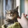 La Policía Nacional pide extremar la precaución ante la proliferación de la 'estafa del gato'