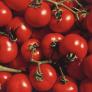 Un ingeniero agrónomo detalla las claves por los que los tomates ya no te saben igual de sabrosos que años atrás