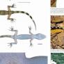 Estupefacción al descubrir una nueva especie de animal con dedos curvos, garras muy desarrolladas y escamas amarillas
