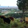 En Cataluña están recurriendo a los rebaños de cabras hambrientas para ayudar a combatir los incendios forestales por el calor
