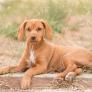 Una investigación arroja luz sobre la gran capacidad de los perros callejeros para ponerse en la piel de los humanos