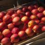Muere un temporero mientras recogía fruta en Alcarràs (Lleida) en plena ola de calor