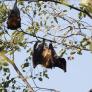 Una mujer acaba con un desagradable sabor en la boca por culpa de un murciélago que le cuesta 18.000 euros