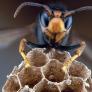 Las avispas más temidas anidan en su casa, saca el spray y la reacción de los insectos le hace llamar al experto