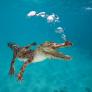 Nadie sabía cómo los cocodrilos van de isla en isla pese a ser malos nadadores hasta que los vieron surfear