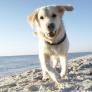 Un veterinario advierte del riesgo oculto para los perros en la playa: no tires ni tampoco lo cortes