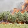 Interior cifra en 16 los incendios activos en nivel de gravedad 2