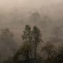 La destrucción ecológica de los incendios, un desastre medioambiental con pocos precedentes que necesitará décadas para recuperarse