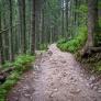 Sale al bosque a por setas y su excursión culmina en un descubrimiento peligroso de la Segunda Guerra Mundial