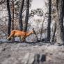 Expertos lanzan una advertencia sobre los efectos de los incendios en los animales y explican cómo ayudarlos
