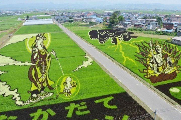Campos de arroz con dibujos y geometrías en cultivos (FOTOS)