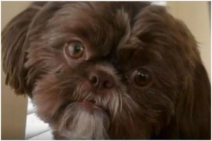 Emma, a healthy Shih Tzu mix, was euthanized recently in Richmond, Virginia, because of the explicit instructions left by her owner in her will, according to New York Post.