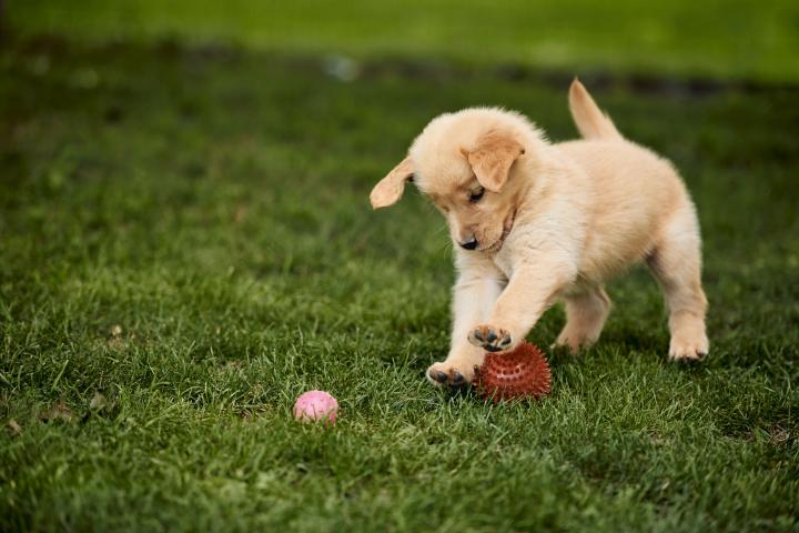 Un cachorro golden retriever juega en el jardín.