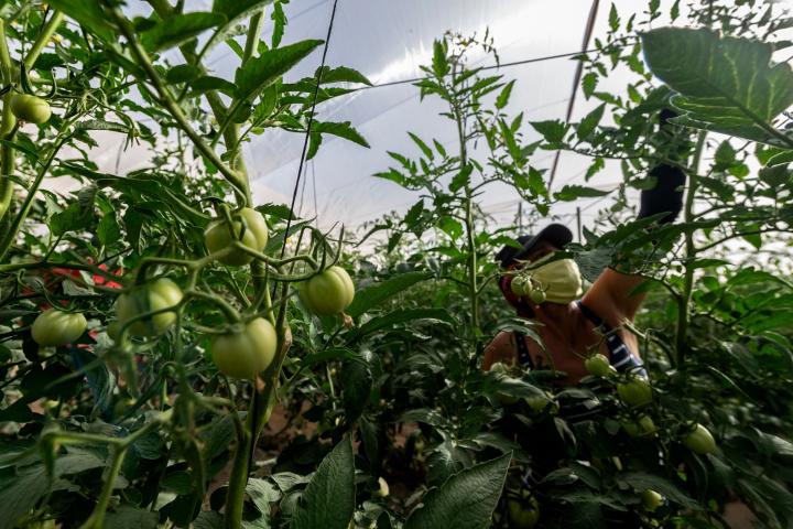 Recogida de tomates en un invernadero de Mazarrón (Murcia), en agosto de 2020.