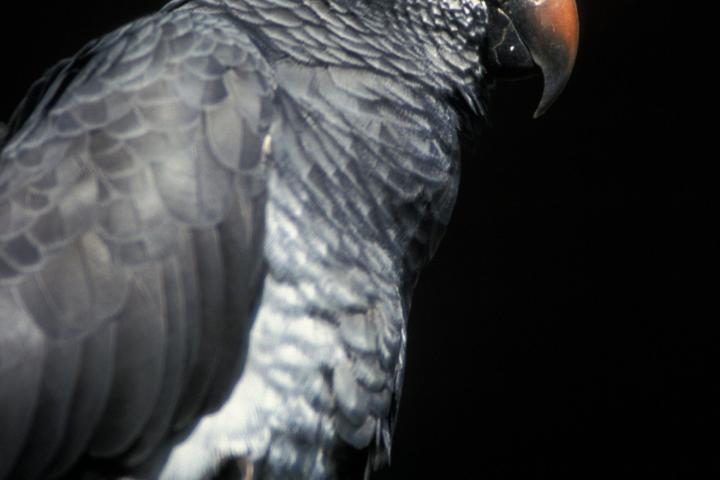 "Gray parrot, subspecies Timneh, Psittacus erithacus. This parrot is a popular pet as it has an excellent ability to mimic humans. In the wild it is found up the West coat of Africa through Central Africa.   (Photo by Francis Apesteguy/Getty Images)"