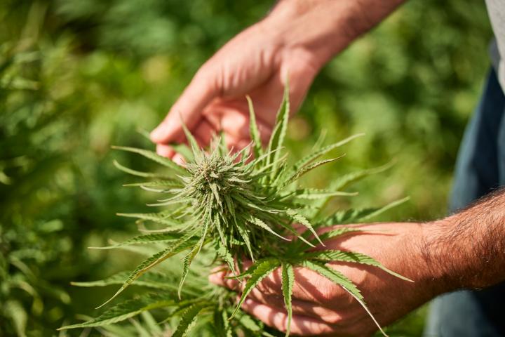 Un trabajador examina una planta de cannabis. 