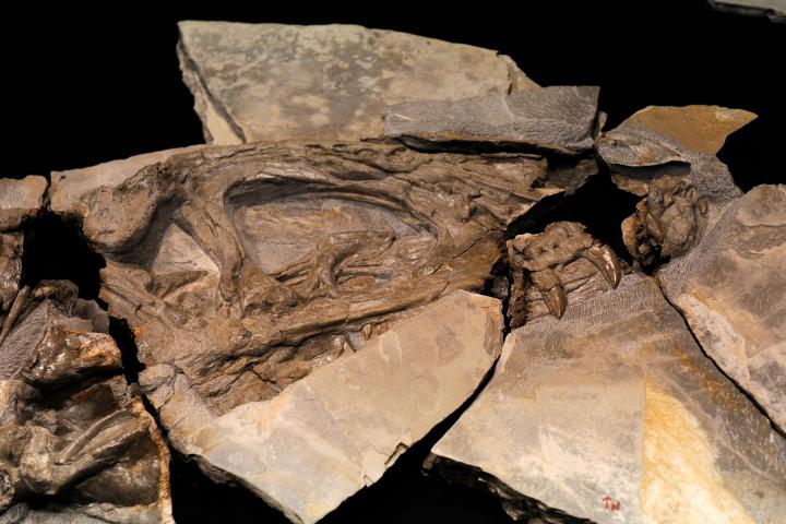 Fósiles de dinosaurio hallados en el yacimiento de Las Hoyas en una imagen de archivo.