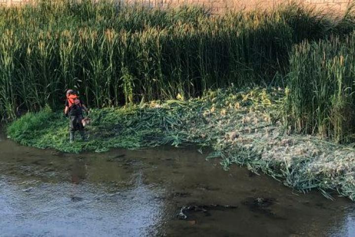Un operario corta vegetación en el Manzanares a su paso por Madrid Río.