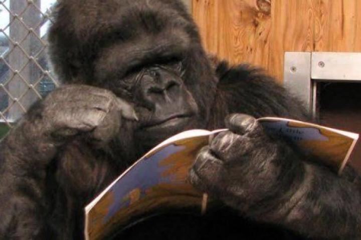 Facebook/Koko & The Gorilla Foundation