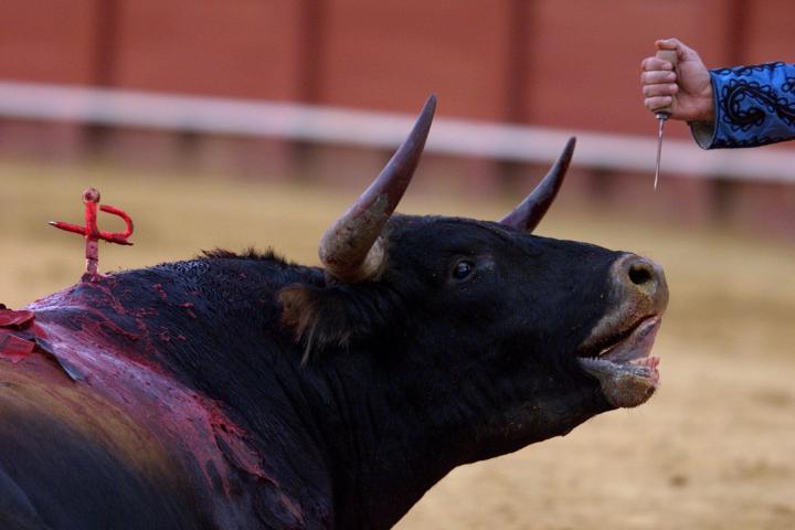 A wild bull of the famous 'Miura' breed is given the 'coup de grace'
with a dagger during a bullfight in The Maestranza bullring in Seville
April 21, 2002. REUTERS/Marcelo del Pozo

MARCELO DEL POZO