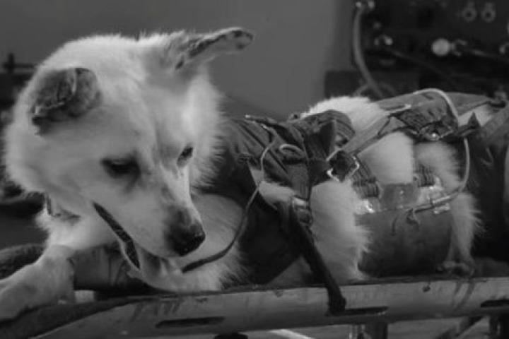 La perra Laika fue el primer animal en salir al espacio y orbitar la Tierra.