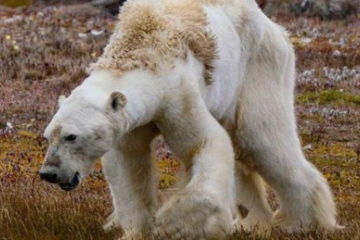 Apropiado a pesar de Con qué frecuencia Este oso polar desnutrido muestra el terrible impacto del cambio climático