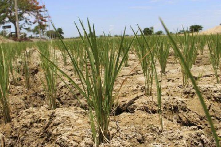 Efectos de la sequía en un campo de arroz.