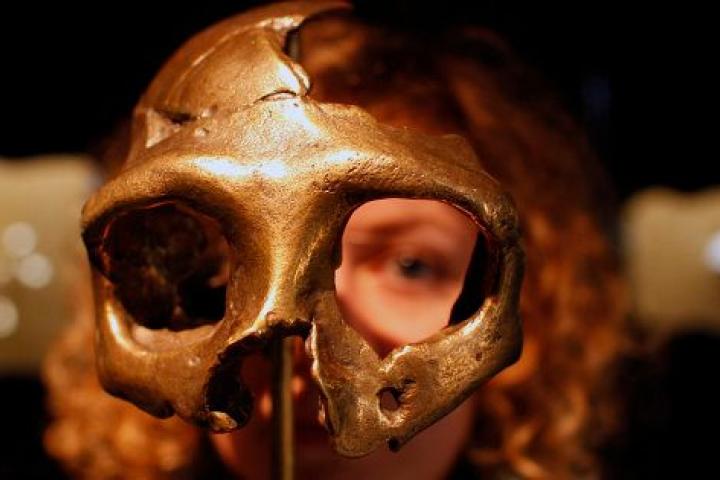 Una chica mira a través de una réplica de cráneo neandertal en un museo de Croacia.