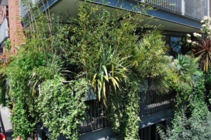 Ocho plantas para que tu terraza parezca una jungla