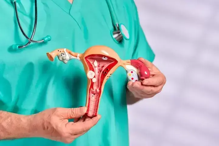 Un modelo del aparato reproductor femenino.