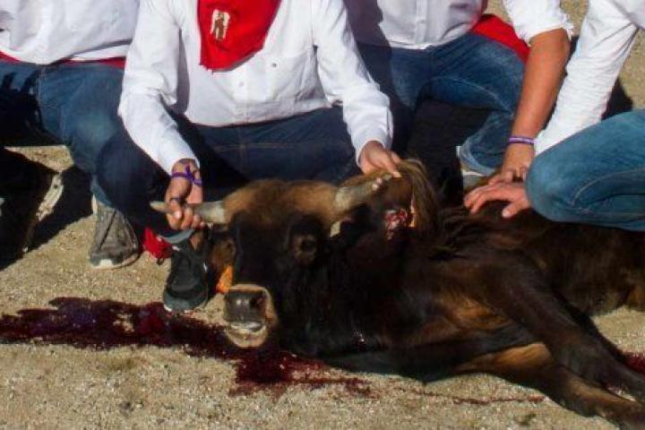 Una de las imágenes de la becerrada de San Rafael difundidas por PACMA.