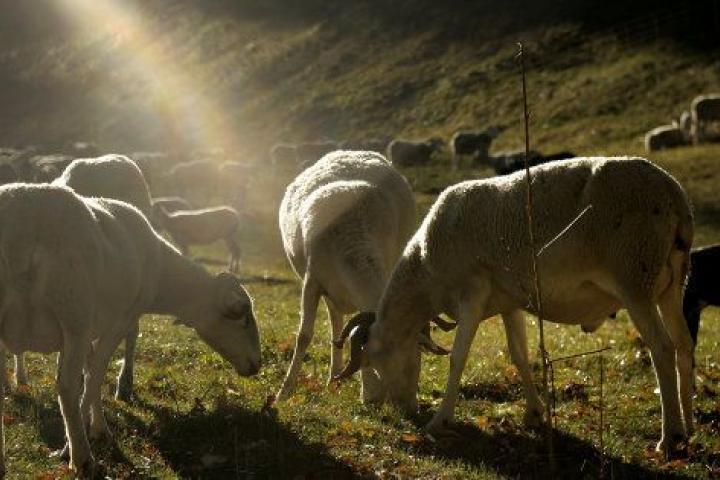 Un rebaño de ovejas en una granja en Salardú, pueblo de montaña del Valle de Arán (Lleida).