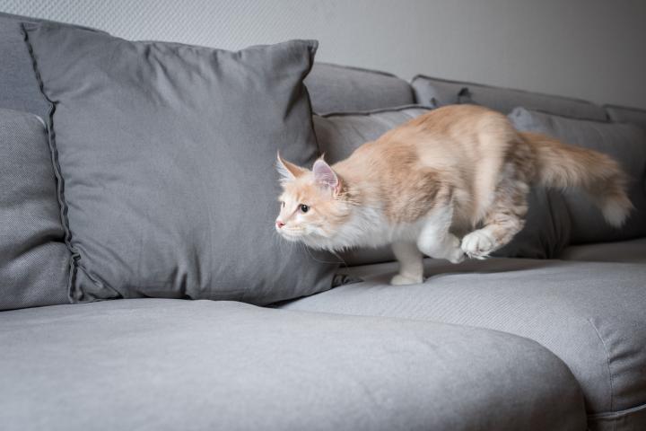 Gato corriendo por el sofá.
