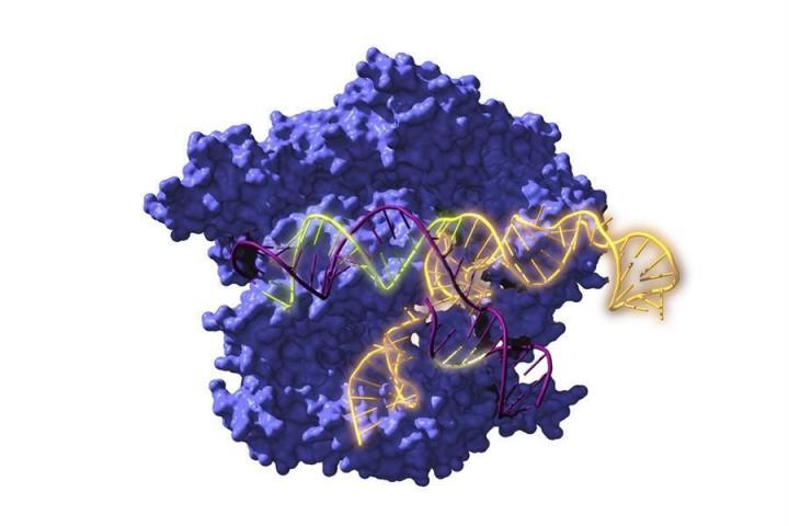 Vista de la Cas9, una enzima endonucleasa asociada con el sistema CRISPR, actuando sobre el ADN objetivo