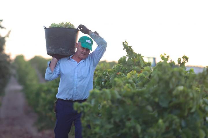 Un trabajador durante la vendimia en un campo de vides de Sevilla en agosto.