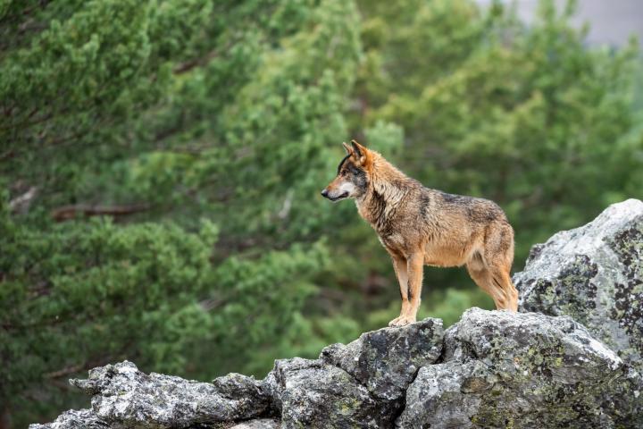 El lobo en España, ¿una amenaza o una especie a defender?