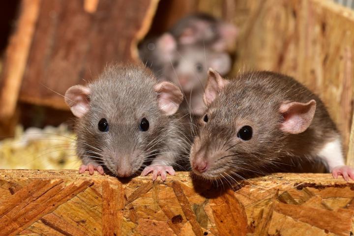 Varias ratas en una imagen de archivo