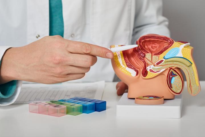 Un médico señala la próstata en una maqueta que reproduce una sección del interior del cuerpo humano.