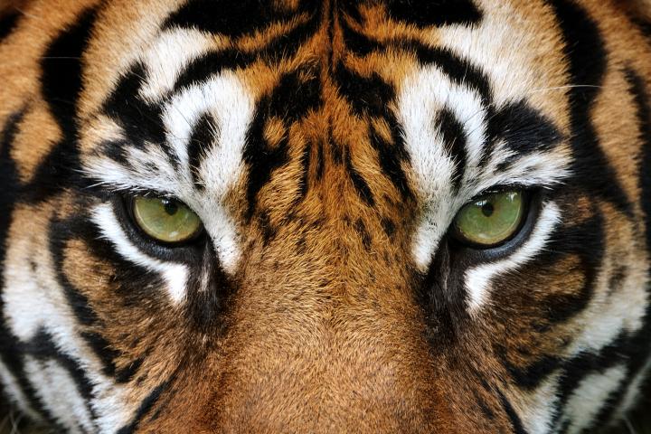Primer plano de un tigre.