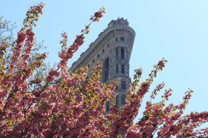 El edificio Flatiron de Nueva York visto a través de un árbol floreado