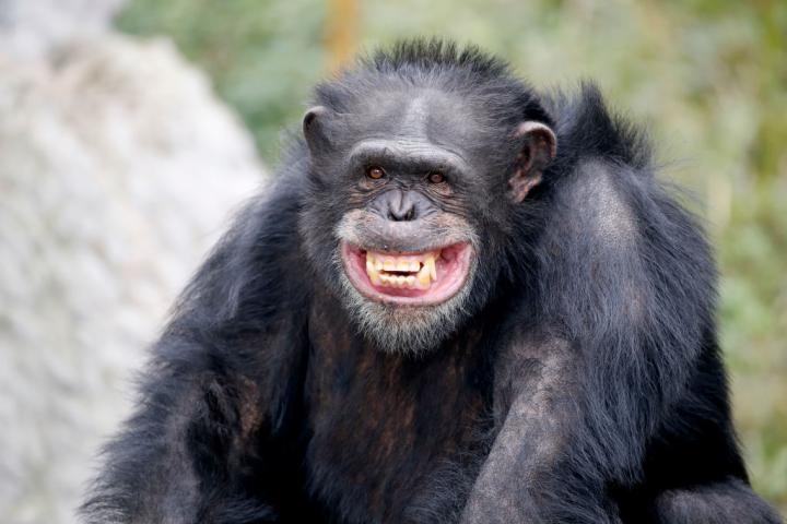 Un chimpacé común sonríe a cámara en un zoo de China.