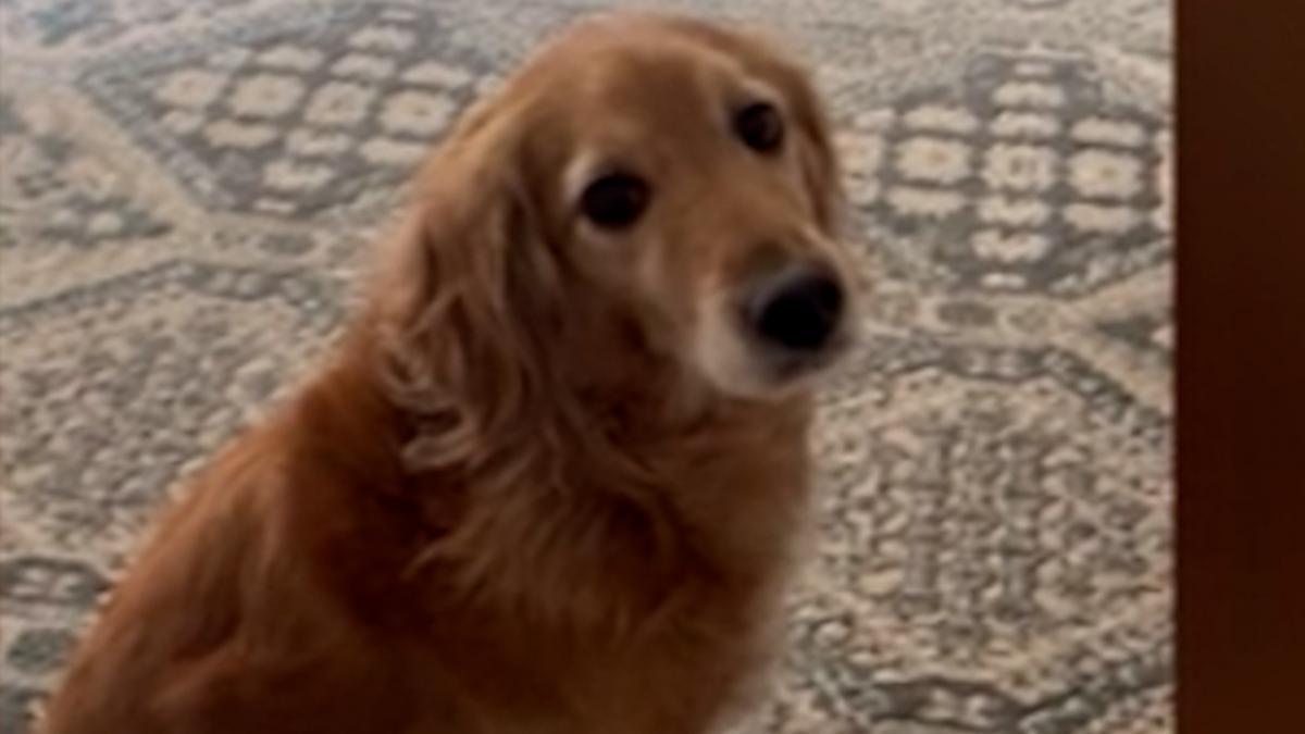 La reacción de este Golden Retriever cuando su dueña estornuda está a otro nivel: &quot;¡Como si tuviera la peste!&quot;