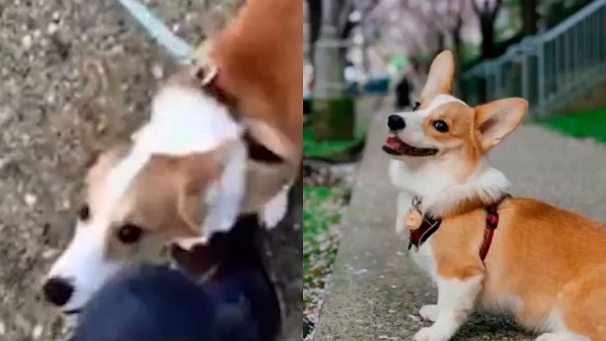 Se acerca un perro en la calle, pide hacer fotos y todo acaba con &quot;el vídeo más feliz de internet&quot;
