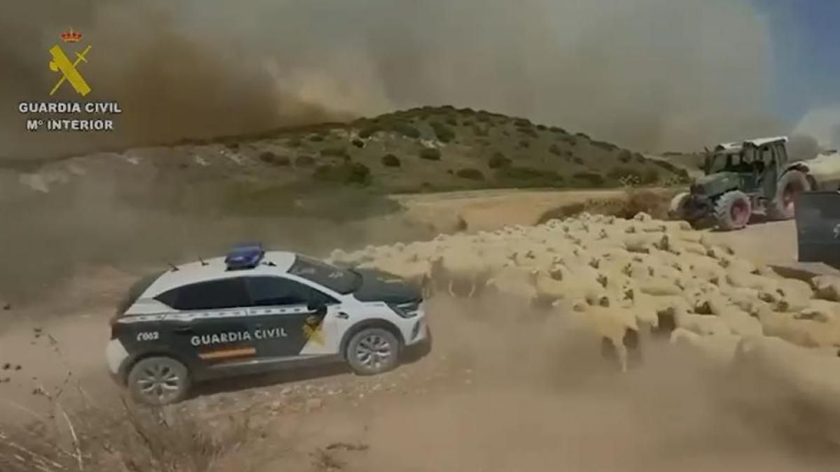 Así ha desalojado la Guardia Civil a más de 400 ovejas ante el incendio de Añorbe (Navarra)